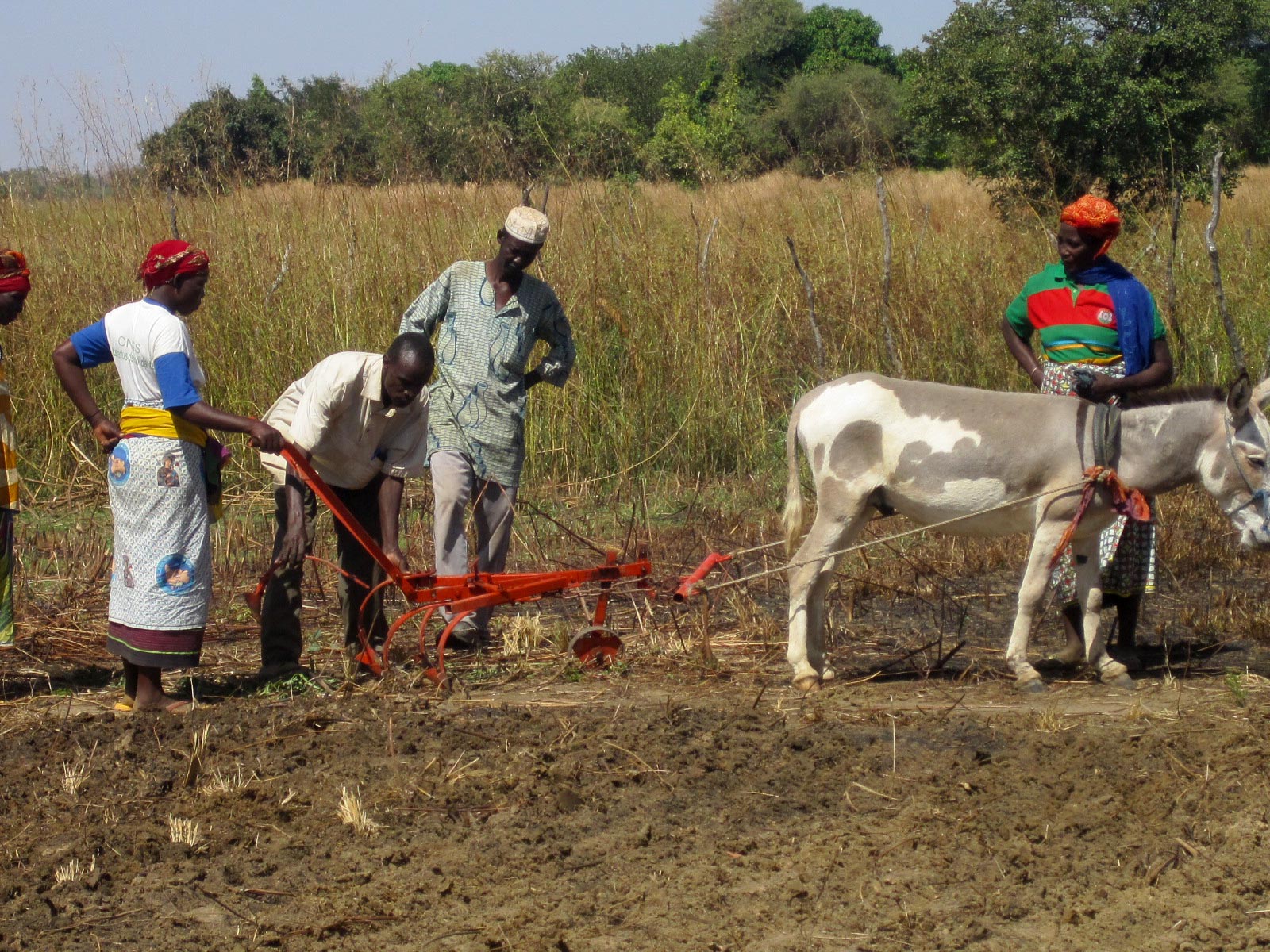 charrue agroécologie
