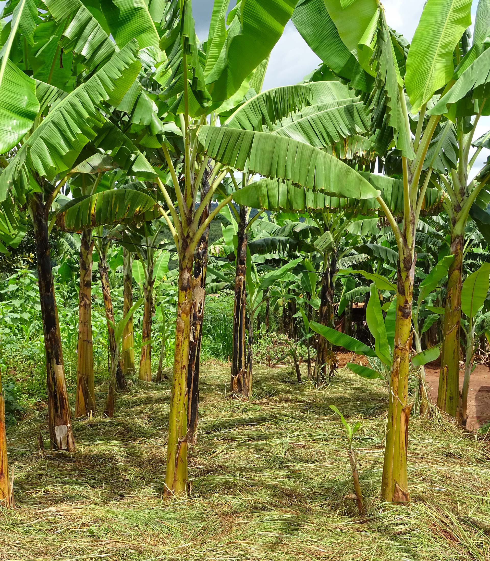 raesf-palmiers-pailles Palmiers paillées agroécologie