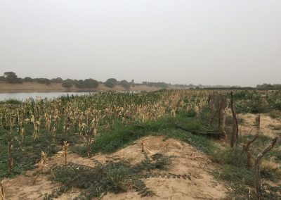 Photo d'une culture de maïs au bord du fleuve Sénégal