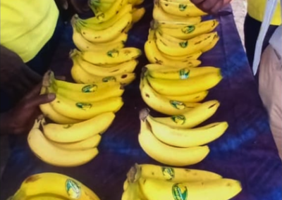Bananeraie