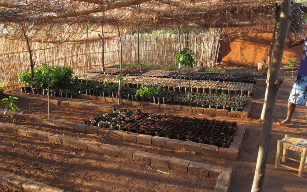 Madagascar • « Agroécologie forestière »